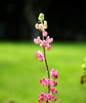 夏天代表植物|夏日芬芳——夏天代表的植物（花开盛景）